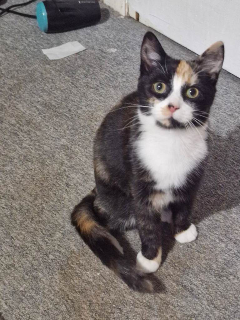 Kitten girl