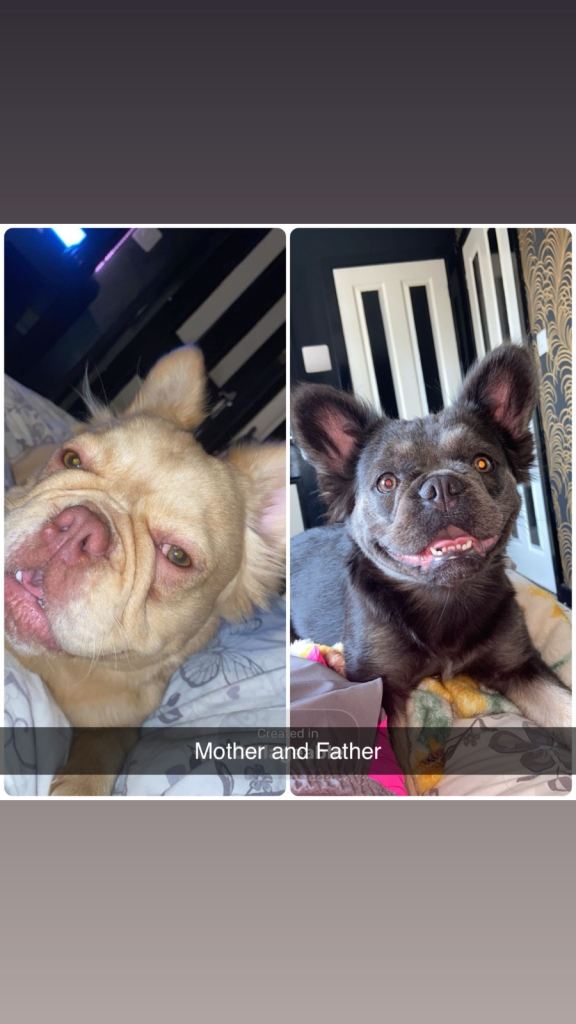 Fluffy french bulldogs for sale 