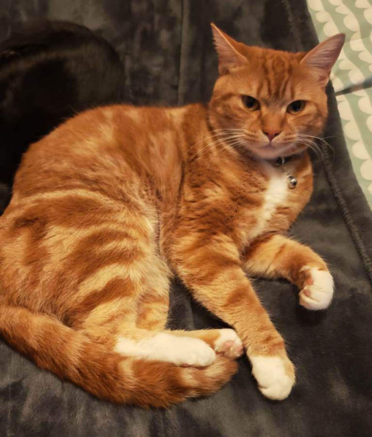 Beautiful 3 year old female neutered cat