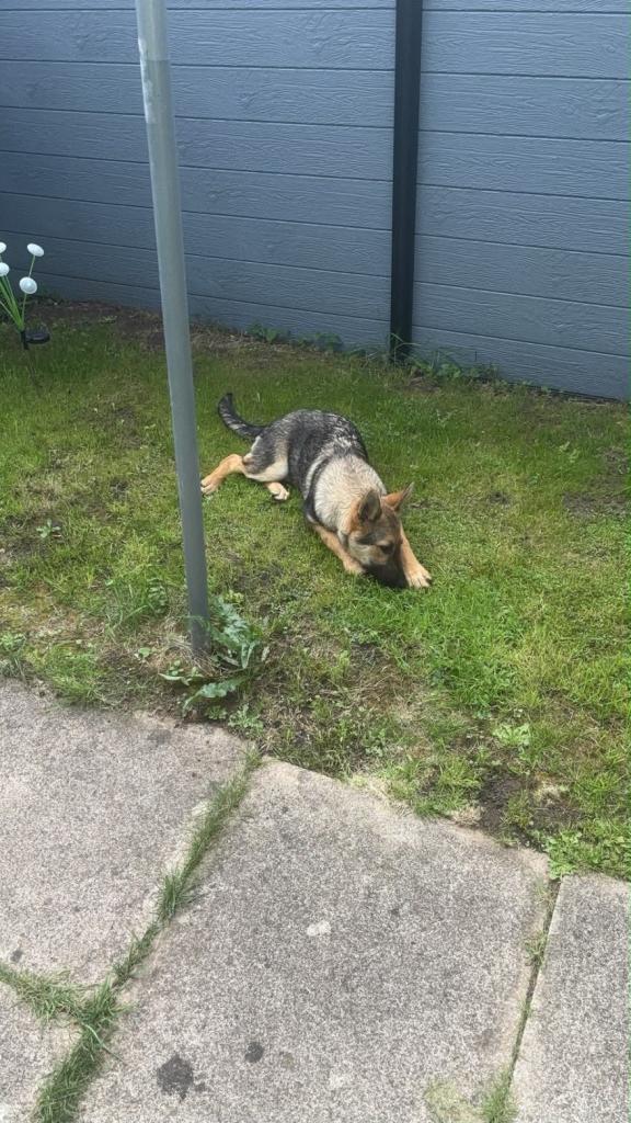 German shepherd female 4 months