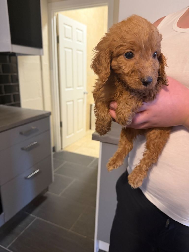 Cockapoo