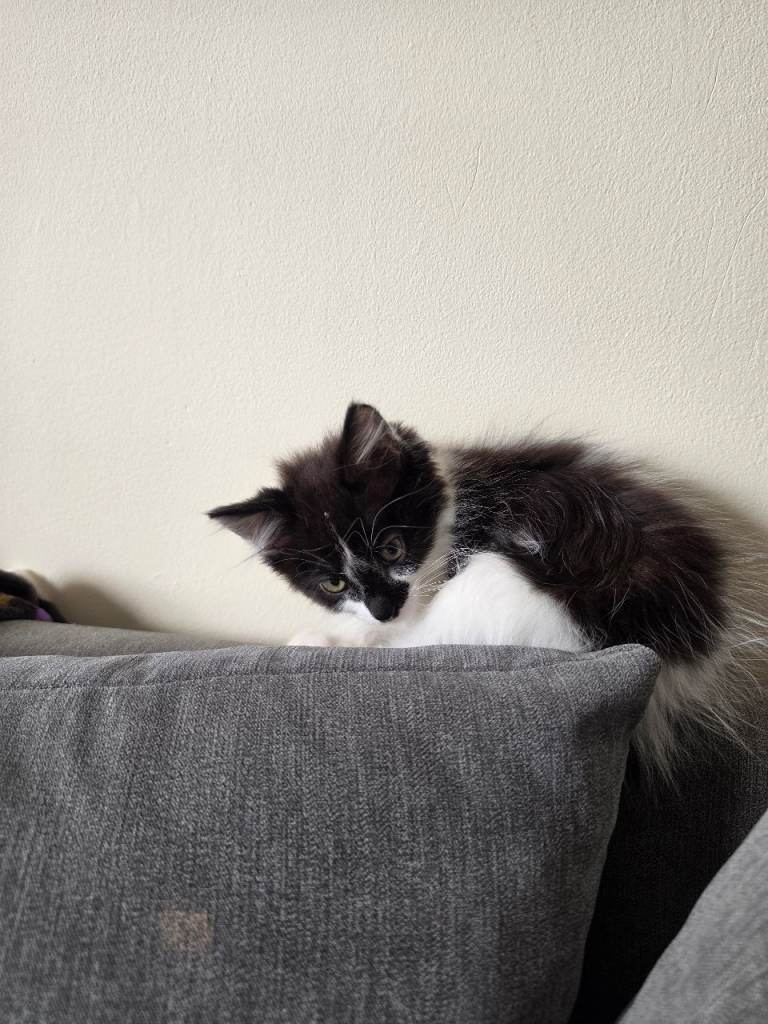 11 week old female 