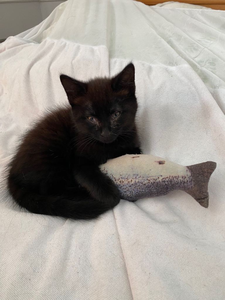 Kitten