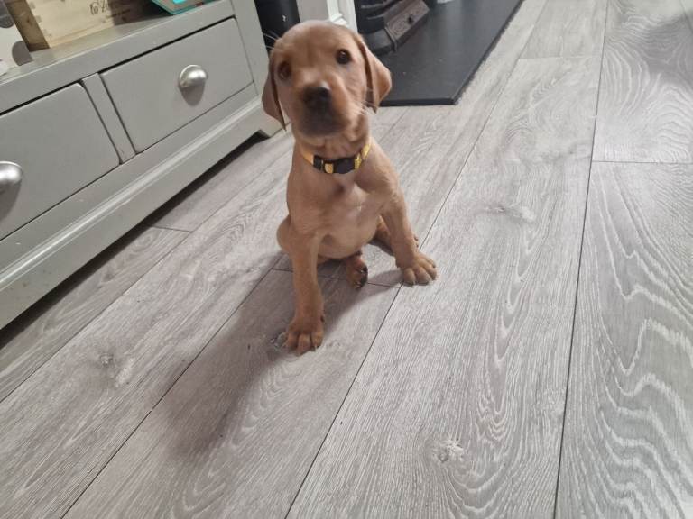 Ready Now! Beautiful Red Fox Labrador Puppies-last boy left🥰