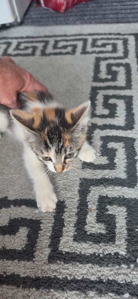 Kittens for sale 