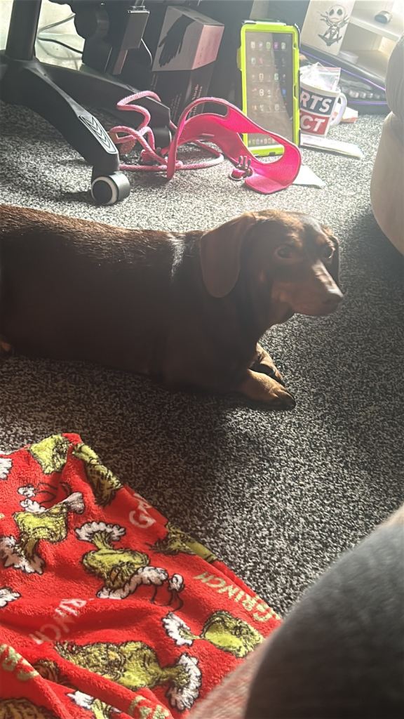7 year old female dascshund