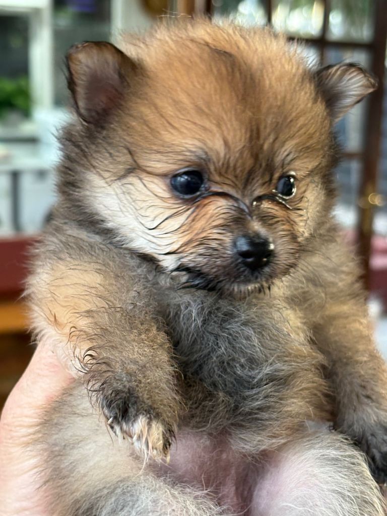 Pomeranian 