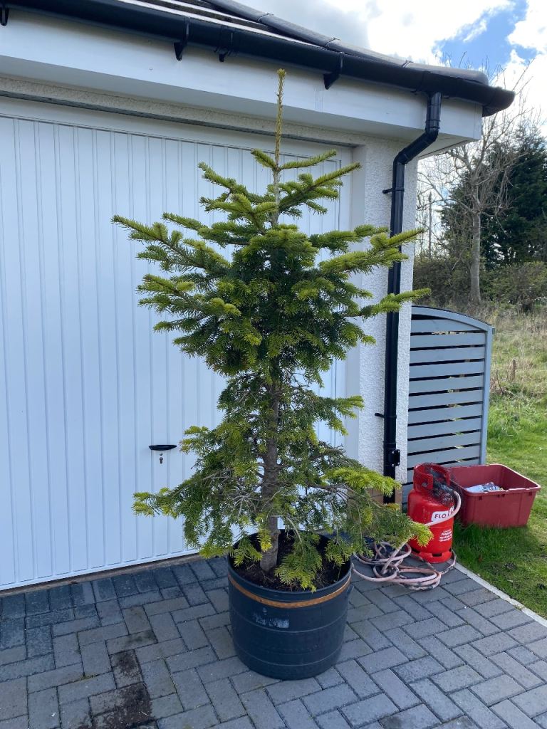 Good Condition Potted Pine Tree – Large Outdoor Plant offers 