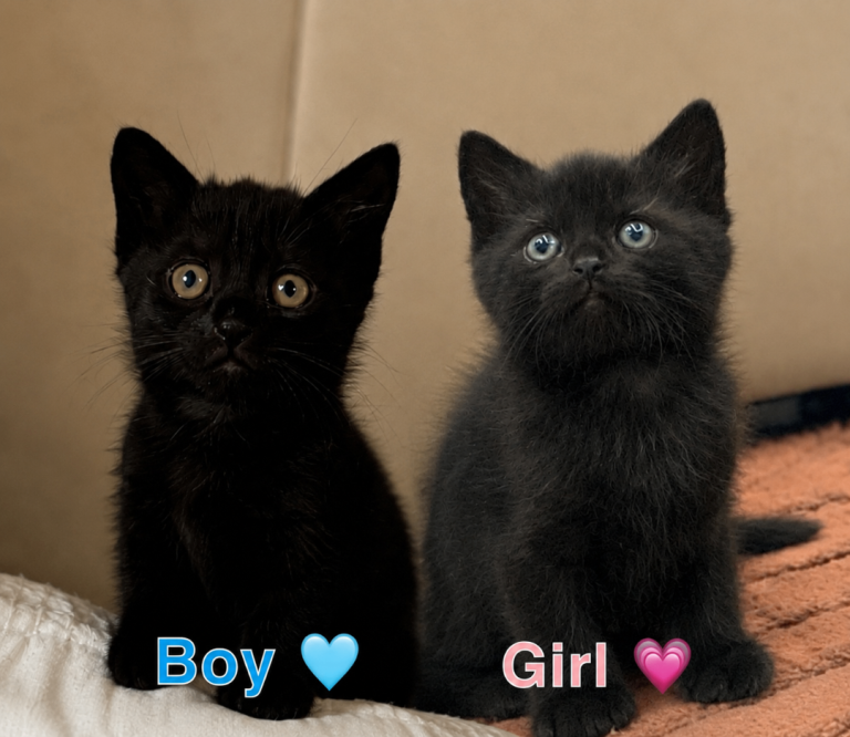 Siberian and Ragdoll Kittens 