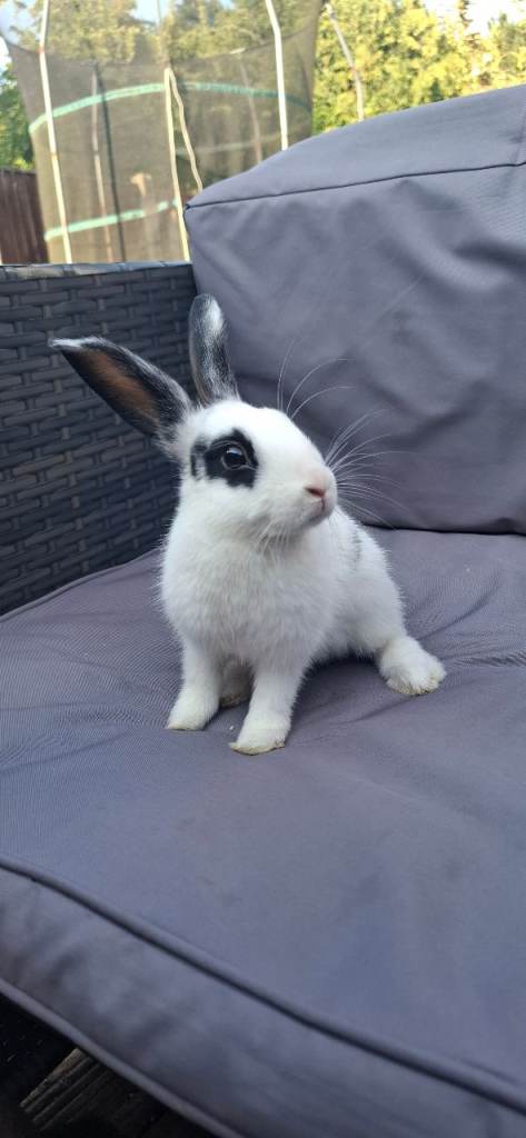 Beautiful 12 week old boy