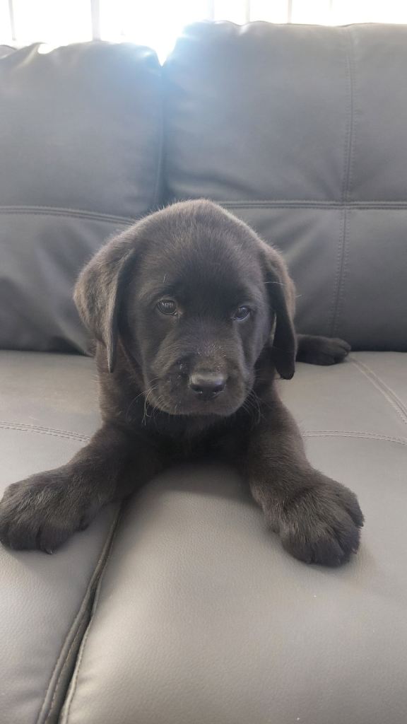 3 pure bred Labrador puppies