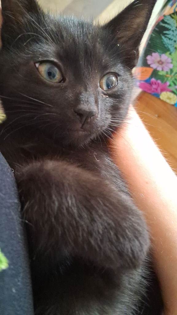 Black and tuxedo kittens for sale