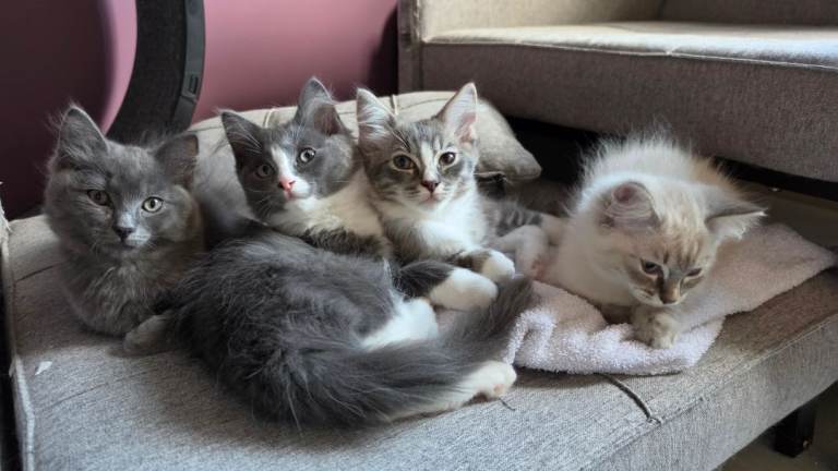 12 weeks Ragdoll and Maine coon mix 