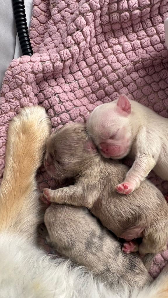 Pug puppies!!!