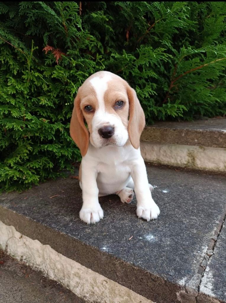 1 girl left kc reg Charter-wood /davicard beagles  