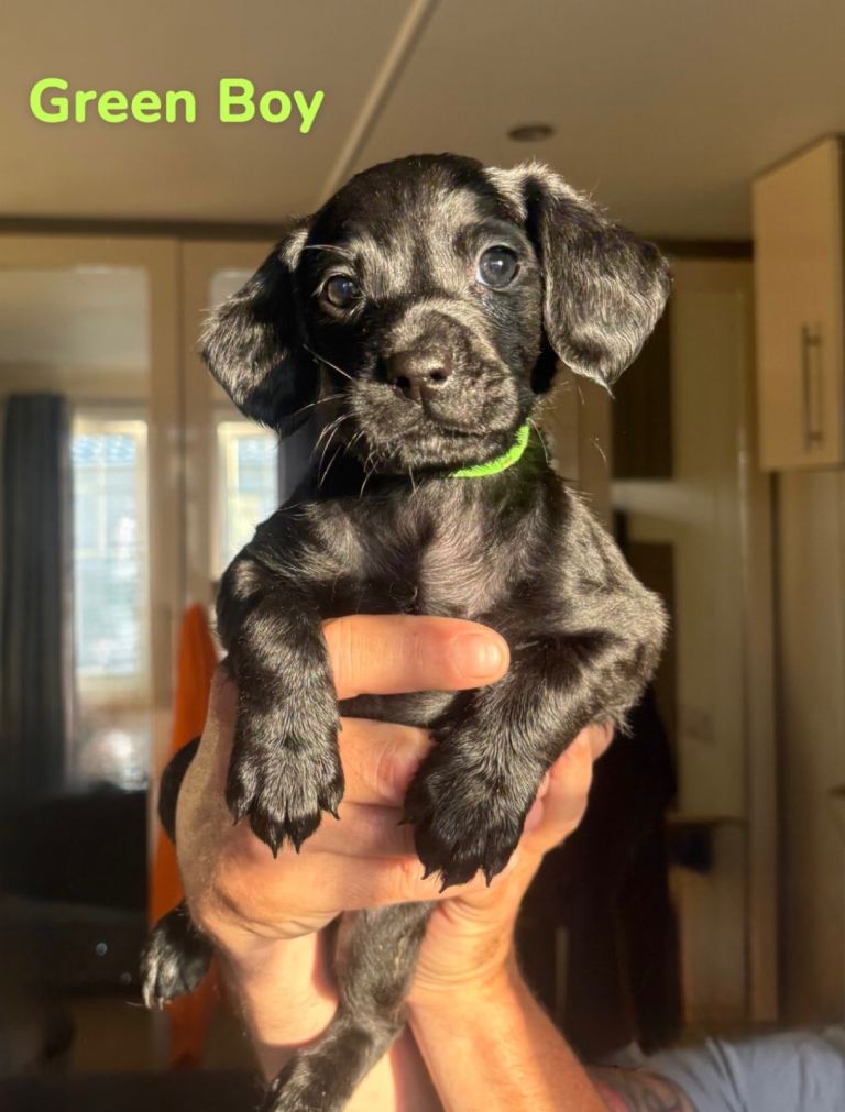 Beautiful Cockerdor Puppies - Ready Soon