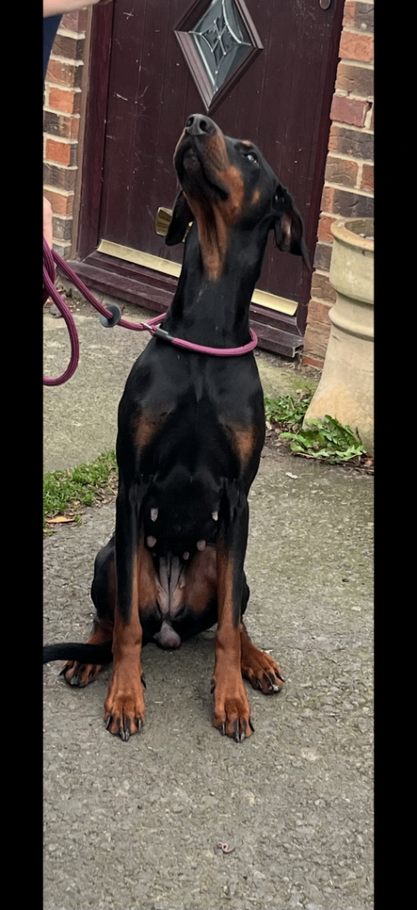 Dobermann girl