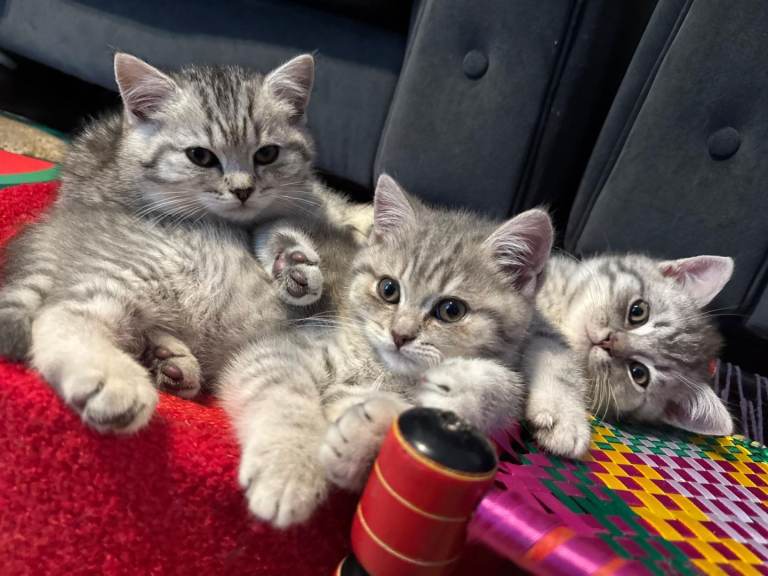BSH GCCF Silver pointed kittens 