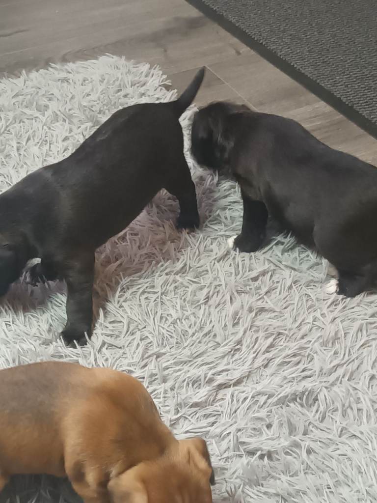 Patterjack pups