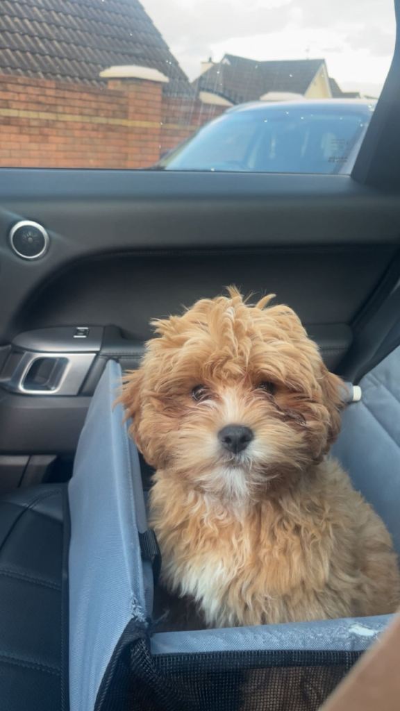 Shihpoo for sale