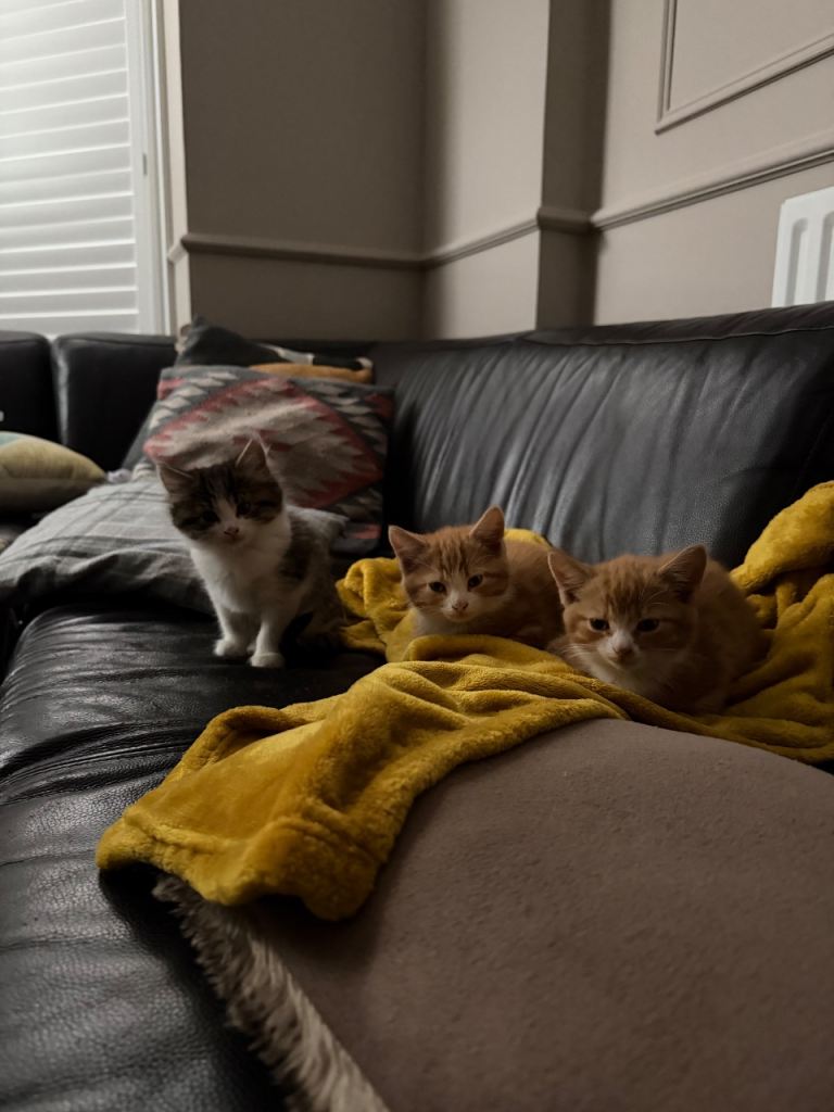 3 kittens available 