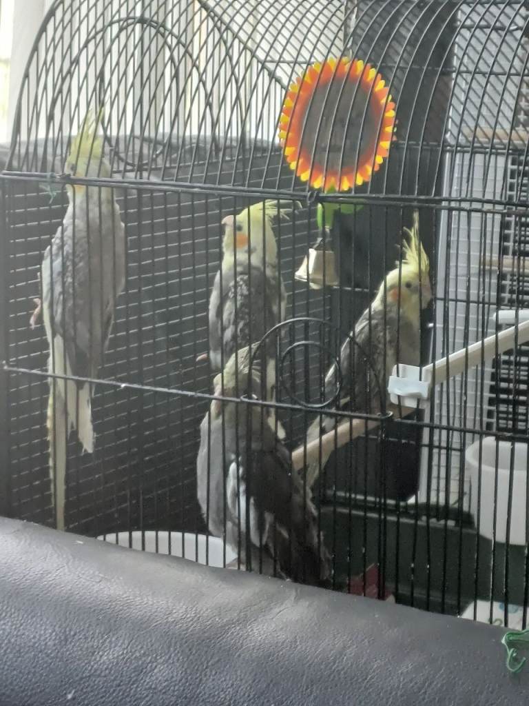4 hand tame cockatiels