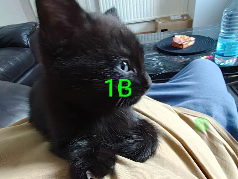 £70 each Kitten(reserved until Friday)