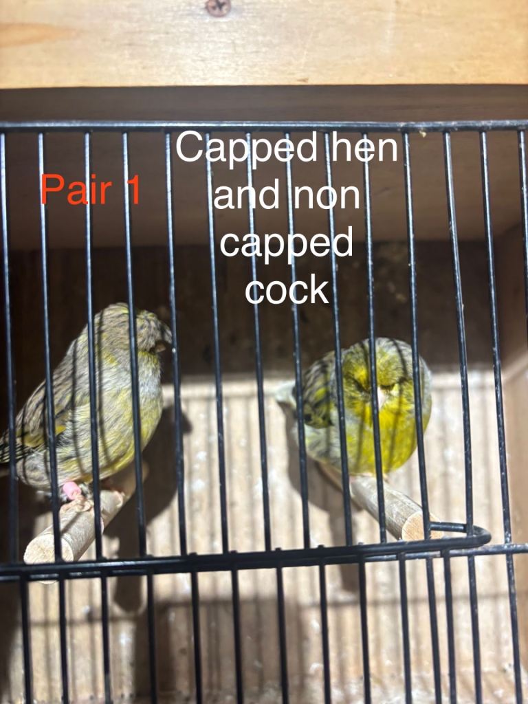 Pairs of stunning gloster canarys for sale 