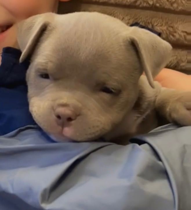 INCREDIBLE POCKET BULLY 