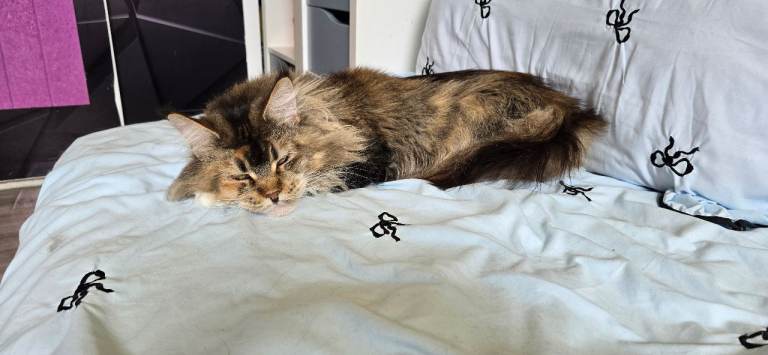 Safira - main coon female 