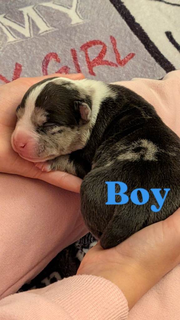 Beautiful Pocket Bully pups 