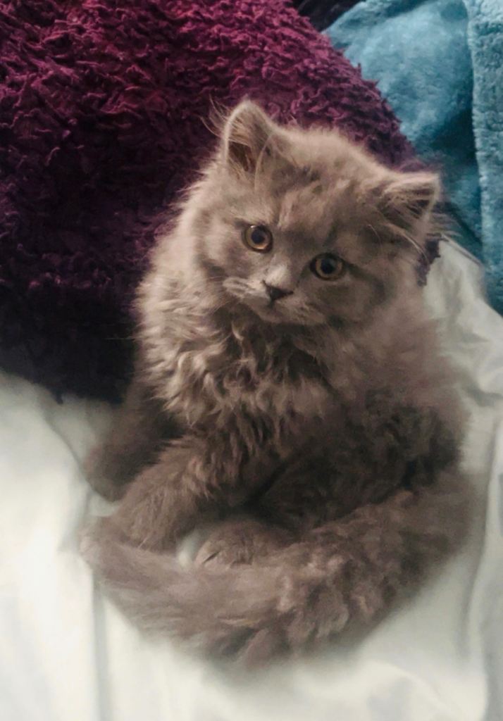 Lilac British longhair male kitten