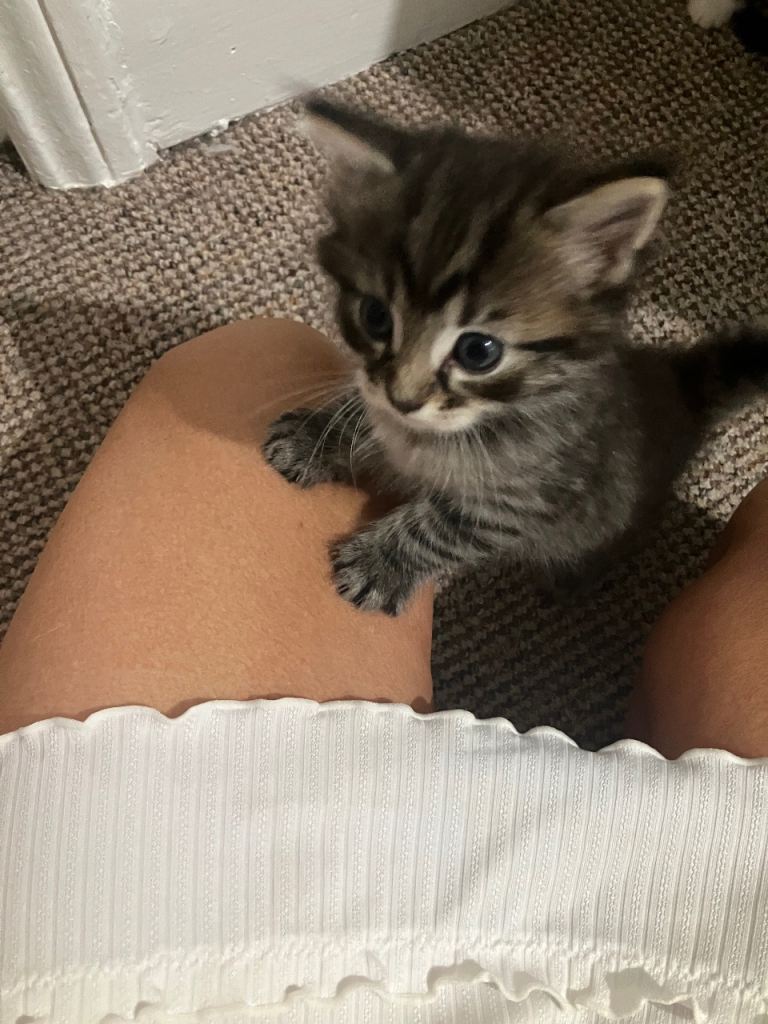 Cutest mixed breed kittens