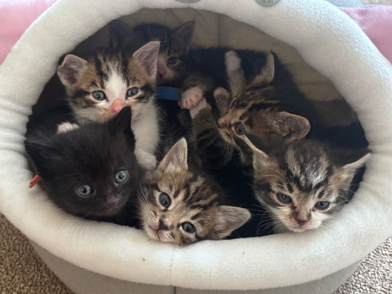Litter of six kittens