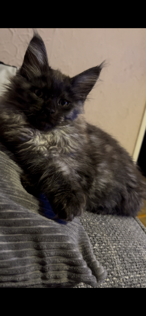2 beautiful mainecoon kittens 