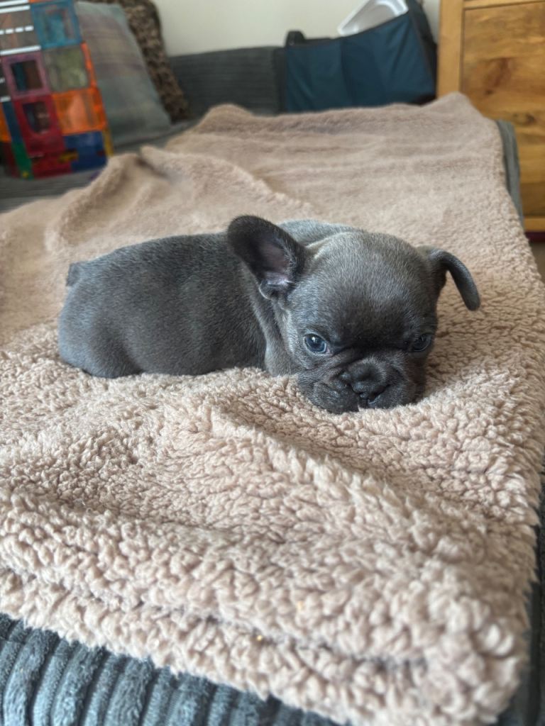 French bulldog puppies