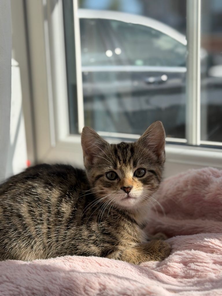 Tabby kittens 