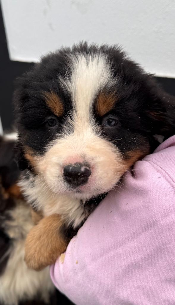 Bernese Mountain Dog Puppies 