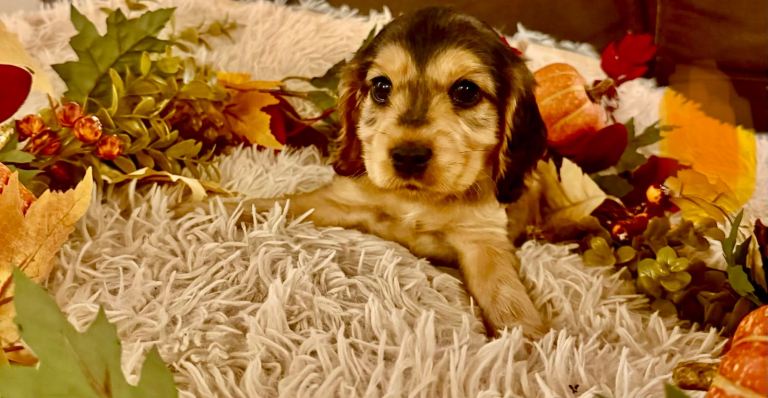 Cocker spaniel puppies ready soon
