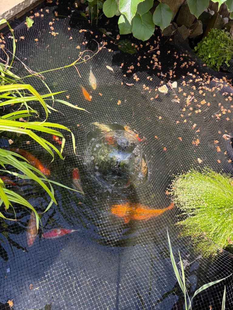 14 Fish & 3 Young fish (Mix of Koi and Goldfish)