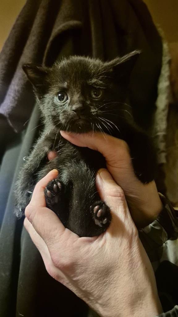 Last few rag doll cross kittens