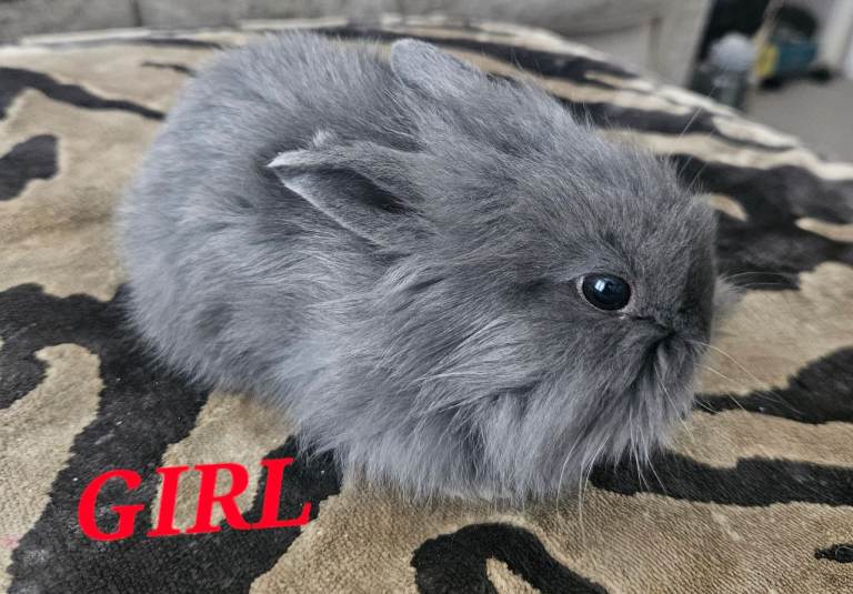 Mini lion lop kits