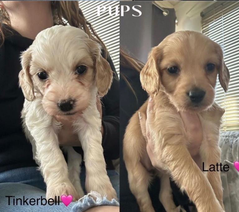 2 GIRLS LEFT Cockapoo Puppies  READY IN 2 WEEKS!