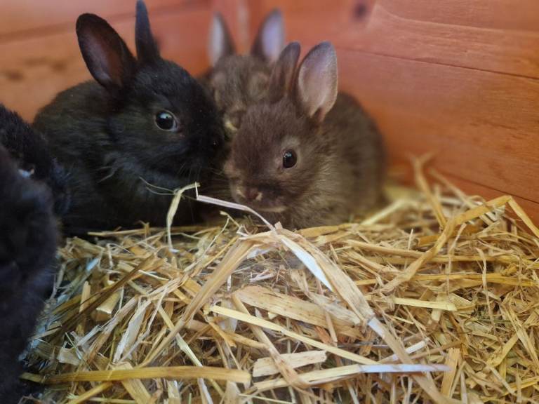 Netherland dwarf rabbits 
