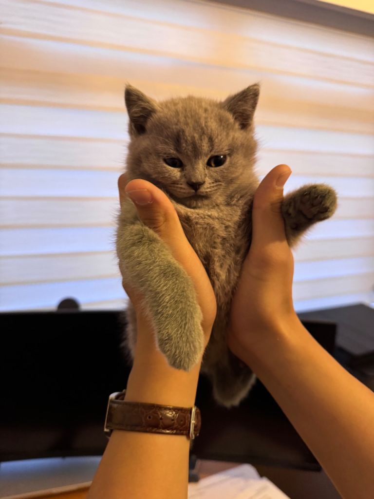 British Shorthair Kittens for Sale | Purebred, Healthy & Ready Now