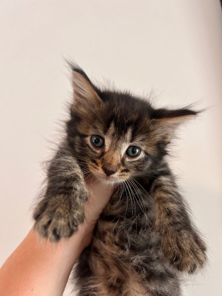 Kittens looking for loving homes