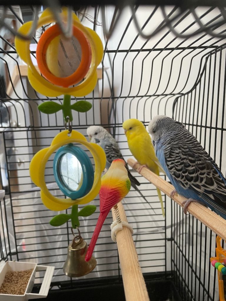 Budgies