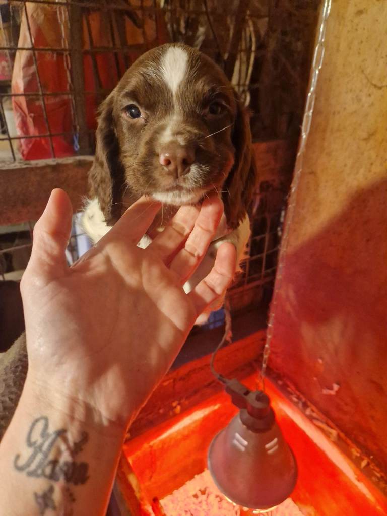 English springer spaniel pups