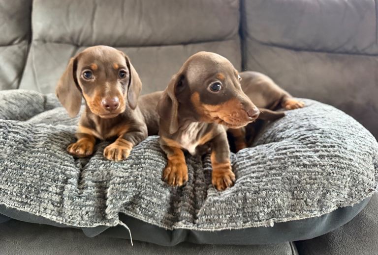 mini dachshunds READY NOW!! JUST TWO LEFT