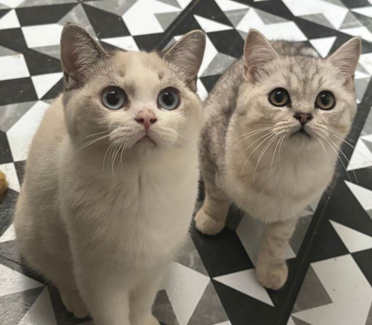 Full Pedigree British Shorthair kittens